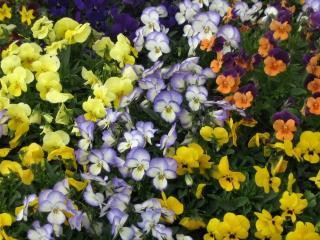 Viola - Devil Mountain Wholesale Nursery