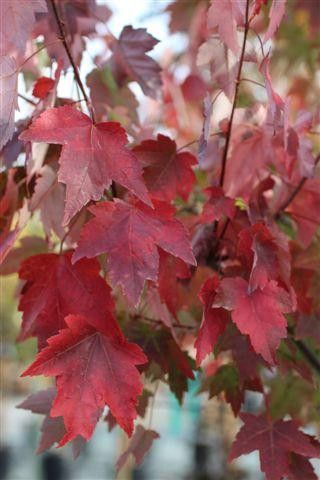 Acer rubrum 'Autumn Flame' - Devil Mountain Wholesale Nursery