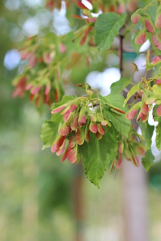 Acer ginnala 'Ruby Slippers' - Devil Mountain Wholesale Nursery