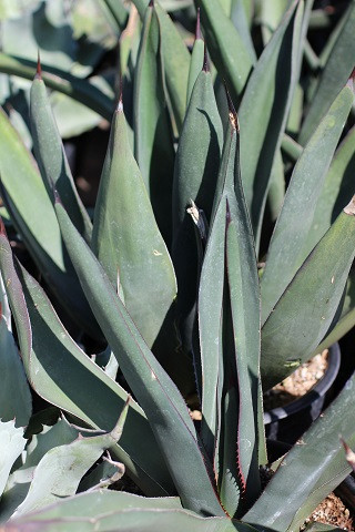 Agave 'Sharkskin Shoes' - Devil Mountain Wholesale Nursery