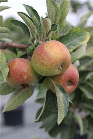 Apple 'Braeburn' - Devil Mountain Wholesale Nursery