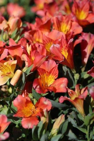 Alstroemeria Colorita® Amina® (Orange) - Devil Mountain Wholesale