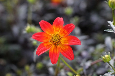 Bidens ferulifolia 'Beedance Painted Red' - Devil Mountain