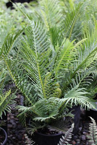 rubber plants leaves curling Green Rubber Bush: Ficus Elastica - 6" Pot