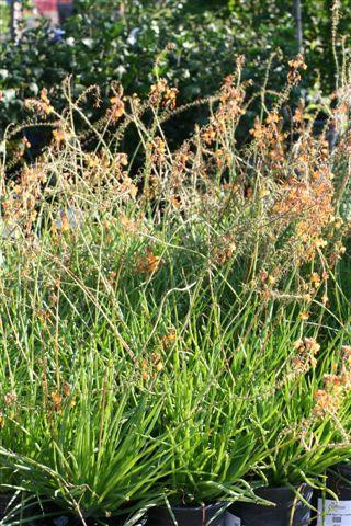 Bulbine frutescens ‘Tiny Tangerine’ - Devil Mountain Wholesale Nursery