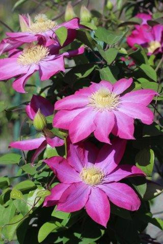 Clematis 'Pink Champagne' - Devil Mountain Wholesale Nursery