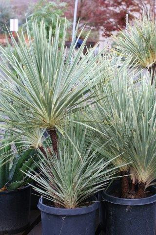 Cordyline australis 'Pink Champagne' - Devil Mountain Wholesale