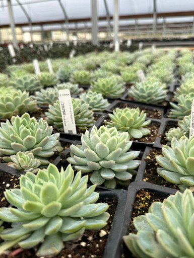 Echeveria_Elegans_3__22002.