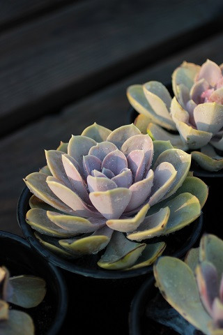 Echeveria 'Perle von Nurnberg' - Devil Mountain Wholesale Nursery