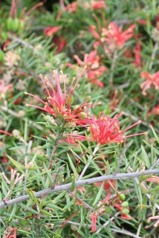 Grevillea juniperina 'Lava Cascade' - Devil Mountain Wholesale Nursery