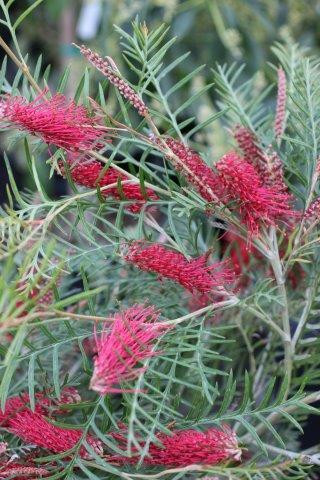 Grevillea 'Red Hooks' - Devil Mountain Wholesale Nursery