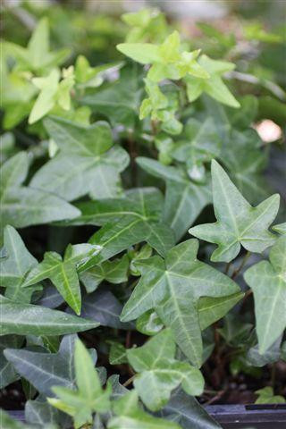 Hedera helix 'Needlepoint' - Devil Mountain Wholesale Nursery