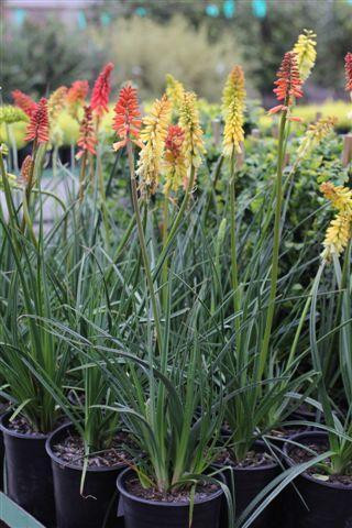 Kniphofia 'Flamenco' - Devil Mountain Wholesale Nursery
