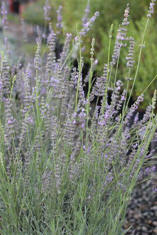 Lavandula intermedia 'Provence' - Devil Mountain Wholesale Nursery