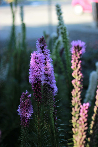 Liatris spicata 'Kobold' - Devil Mountain Wholesale Nursery