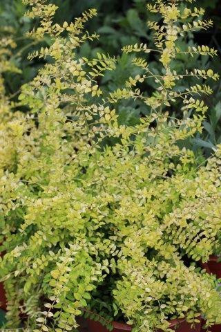 Lonicera nitida 'Baggesen's Gold' - Devil Mountain Wholesale Nursery