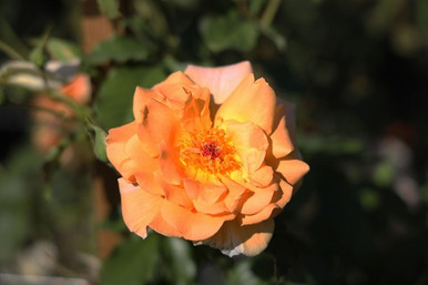 Rosa 'Autumn Sunset' (Climbing) - Devil Mountain Wholesale Nursery