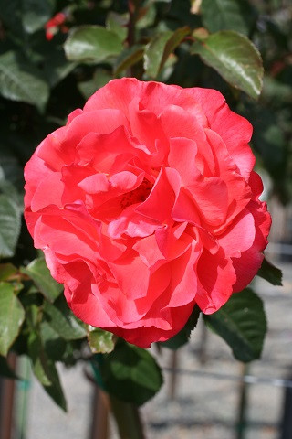Rosa 'Chrysler Imperial' (Hybrid Tea) - Devil Mountain Wholesale