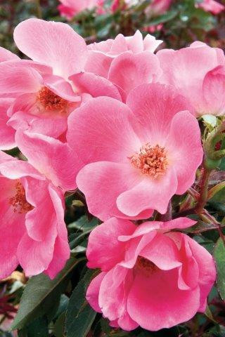 Rosa Pink Knock Out® (Shrub) - Devil Mountain Wholesale Nursery