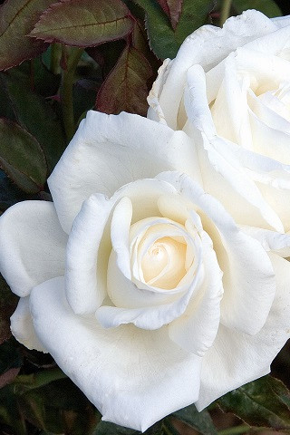 その他 Rose marry media__98990.1678813092.386.