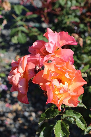 Rosa 'Westerland' (Climbing) - Devil Mountain Wholesale Nursery
