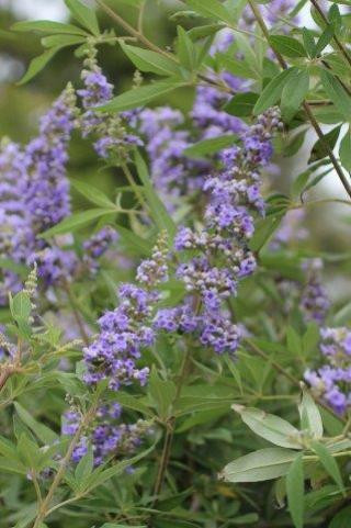 Vitex agnus-castus 'Montrose Purple' - Devil Mountain Wholesale Nursery