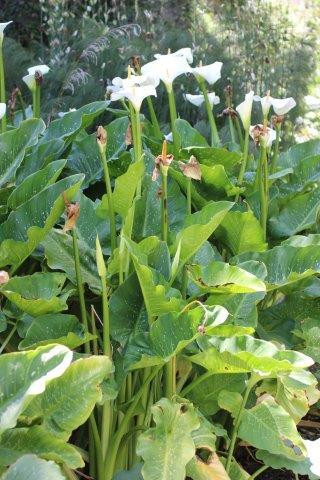 Zantedeschia aethiopica 'Hercules' - Devil Mountain Wholesale Nursery