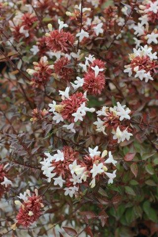 Abelia 'Sherwoodii' - Devil Mountain Wholesale Nursery