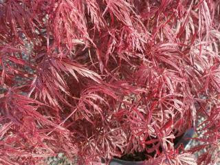 Acer palmatum dissectum 'Crimson Queen' - Devil Mountain Wholesale