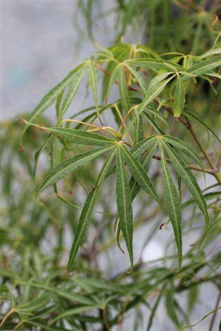 Acer palmatum 'Koto No Ito' - Devil Mountain Wholesale Nursery