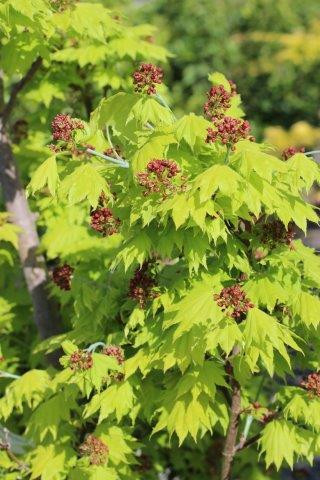Acer japonicum 'Meigetsu Itaya' - Devil Mountain Wholesale Nursery