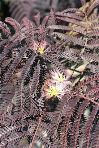 Albizia julibrissin 'Summer Chocolate' - Devil Mountain Wholesale