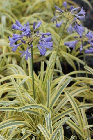 Agapanthus Summer Gold (Light Blue) - Devil Mountain Wholesale Nursery