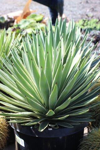 Agave angustifolia 'Marginata' - Devil Mountain Wholesale Nursery