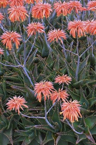 aloe vera images Aloe Barbadensis main image 0