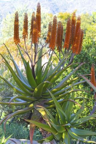 Aloe ferox - Devil Mountain Wholesale Nursery