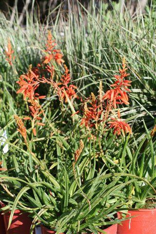 Aloe 'Johnson's Hybrid' - Devil Mountain Wholesale Nursery