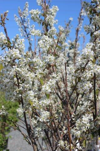 Amelanchier grandiflora 'Autumn Brilliance' - Devil Mountain Wholesale ...