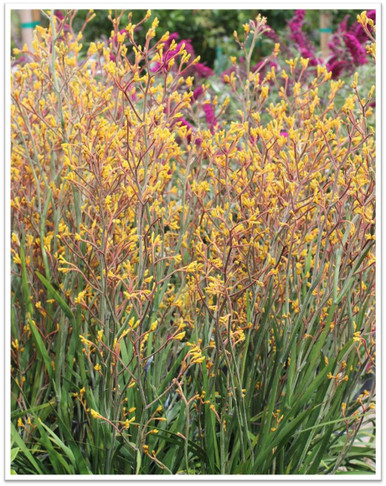 Anigozanthos ‘Harmony’ - Devil Mountain Wholesale Nursery