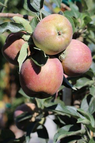 Red Delicious Apples - Womack Nursery