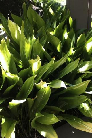 agave attenuata pflege Agave Attenuata Spineless Century Plant, Soft Tip Agave main image 0