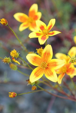 Bidens ferulifolia 'Hawaiian Flare' - Devil Mountain Wholesale Nursery