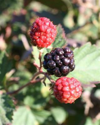 Blackberry Triple Crown' Thornless - Devil Mountain Wholesale Nursery