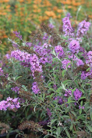 Buddleja davidii 'Nanho Purple' - Devil Mountain Wholesale Nursery