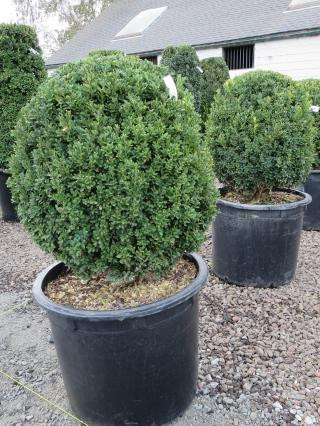 Buxus 'Green Mountain' - Devil Mountain Wholesale Nursery