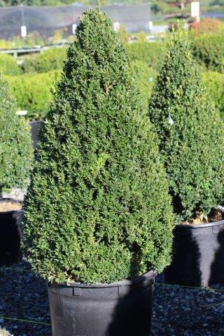 Buxus 'Green Mountain' Cone - Devil Mountain Wholesale Nursery