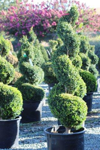 Buxus 'Green Mountain' Spiral - Devil Mountain Wholesale Nursery