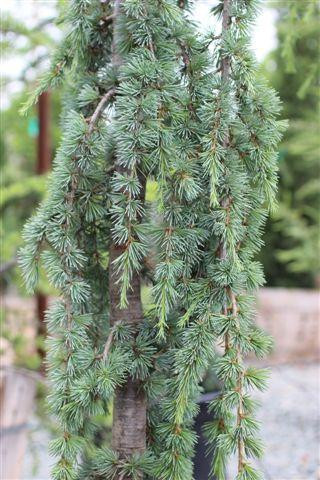 cedrus atlantica glauca pendula fish hook Cedrus atlantica 'Glauca Pendula'