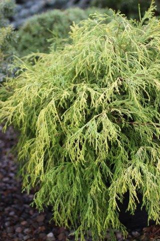 Chamaecyparis pisifera 'Golden Mop' - Devil Mountain Wholesale Nursery