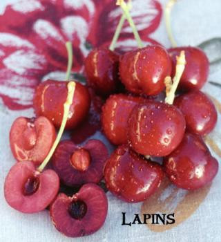 Cherry Sweet 'Lapins' - Devil Mountain Wholesale Nursery